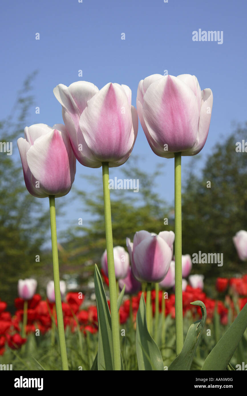 common garden tulip (Tulipa gesneriana), in flowerbed Stock Photo