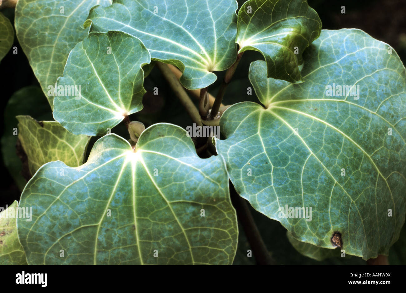 kava kava, kawa, kawa, Kava Pepper (Piper methysticum), leaves, Medicinal plant for sedation Stock Photo