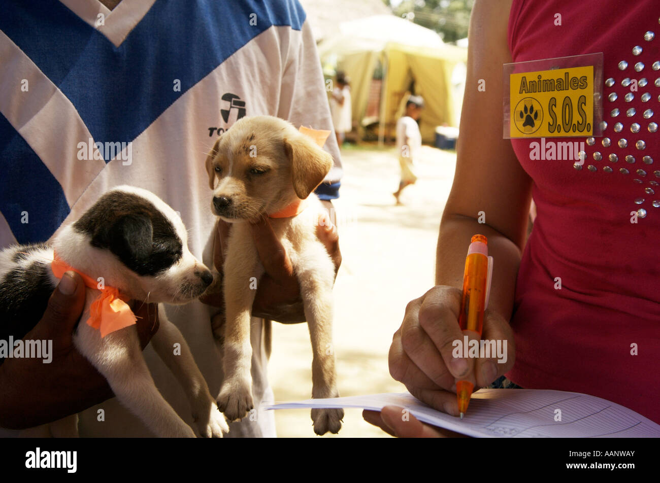 World Society for the Protection of Animals inoculate pets in Trinidad, Beni Province, Bolivia. Stock Photo