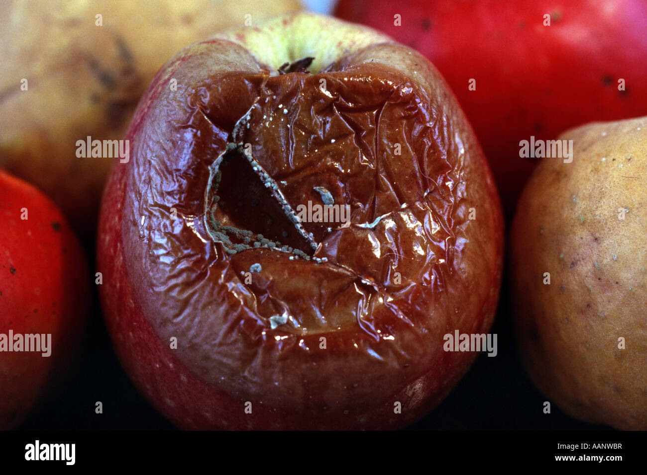 apple tree (Malus domestica), with Gloeosporium desease Stock Photo