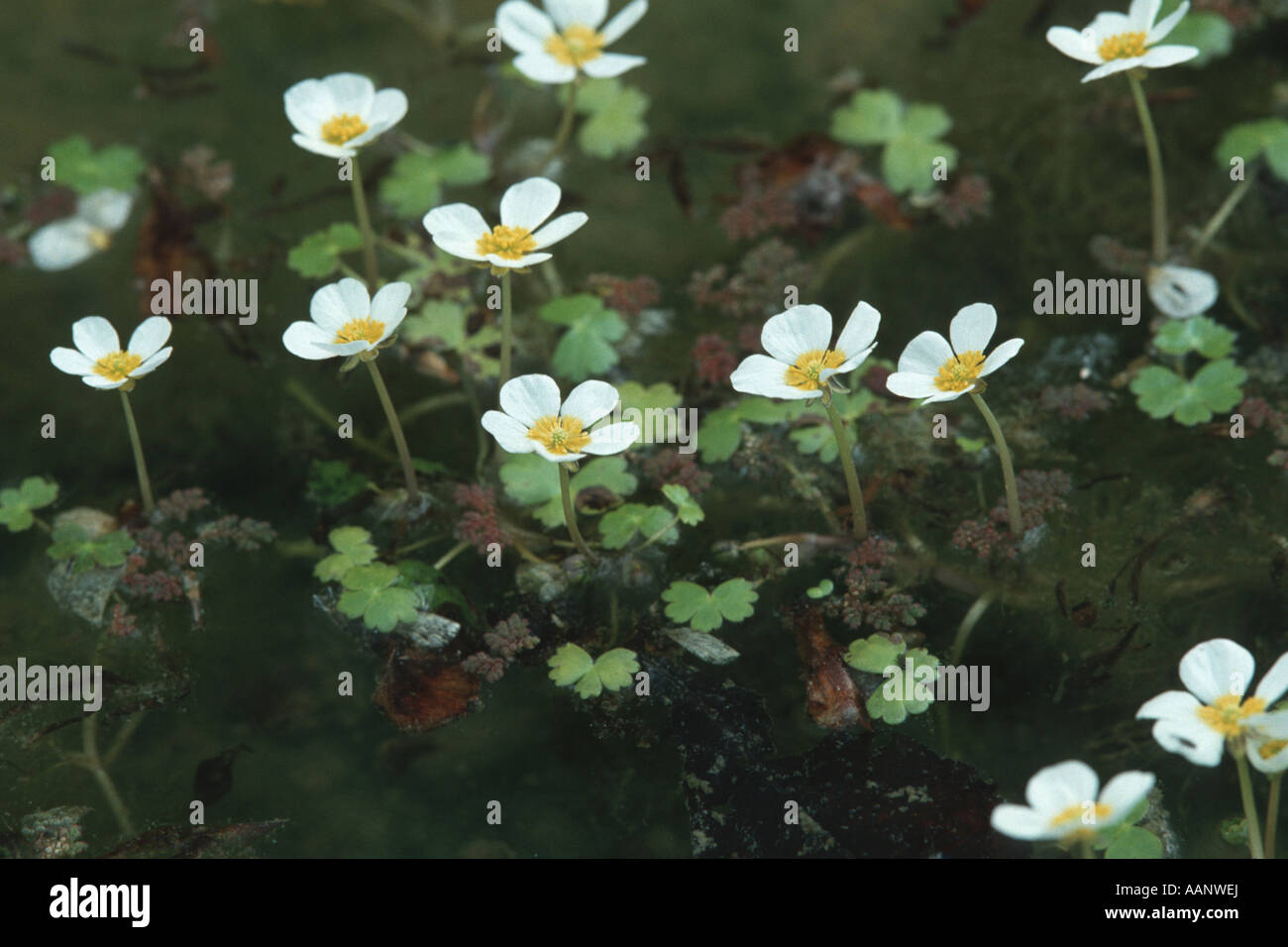 water crowfoot (Ranunculus aquatilis), blooming plants with floating leaves an large mosquito fern, Azolla filifculoides Stock Photo