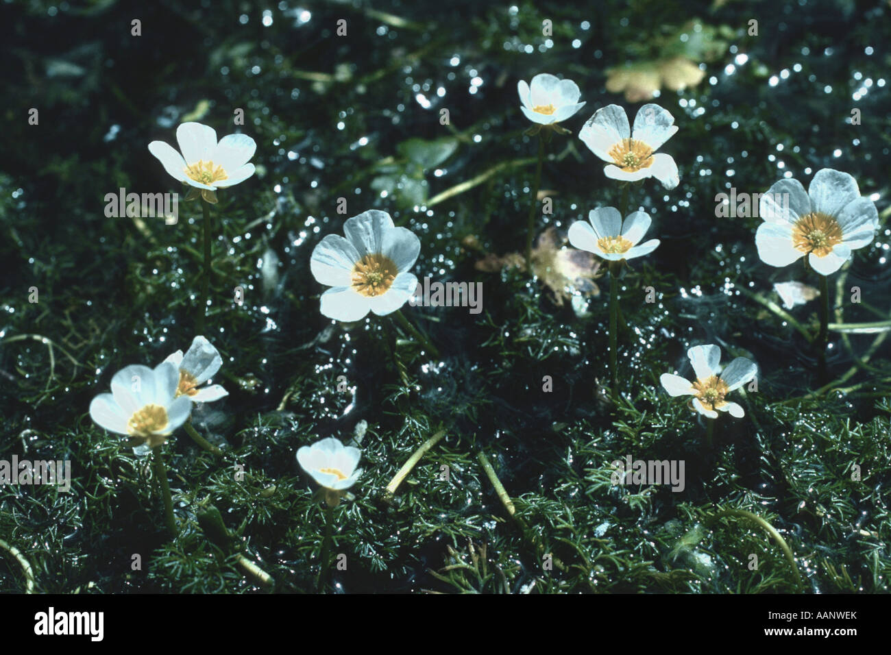 fan-leaved water-crowfoot (Ranunculus circinatus), blooming plants without floating leaves Stock Photo