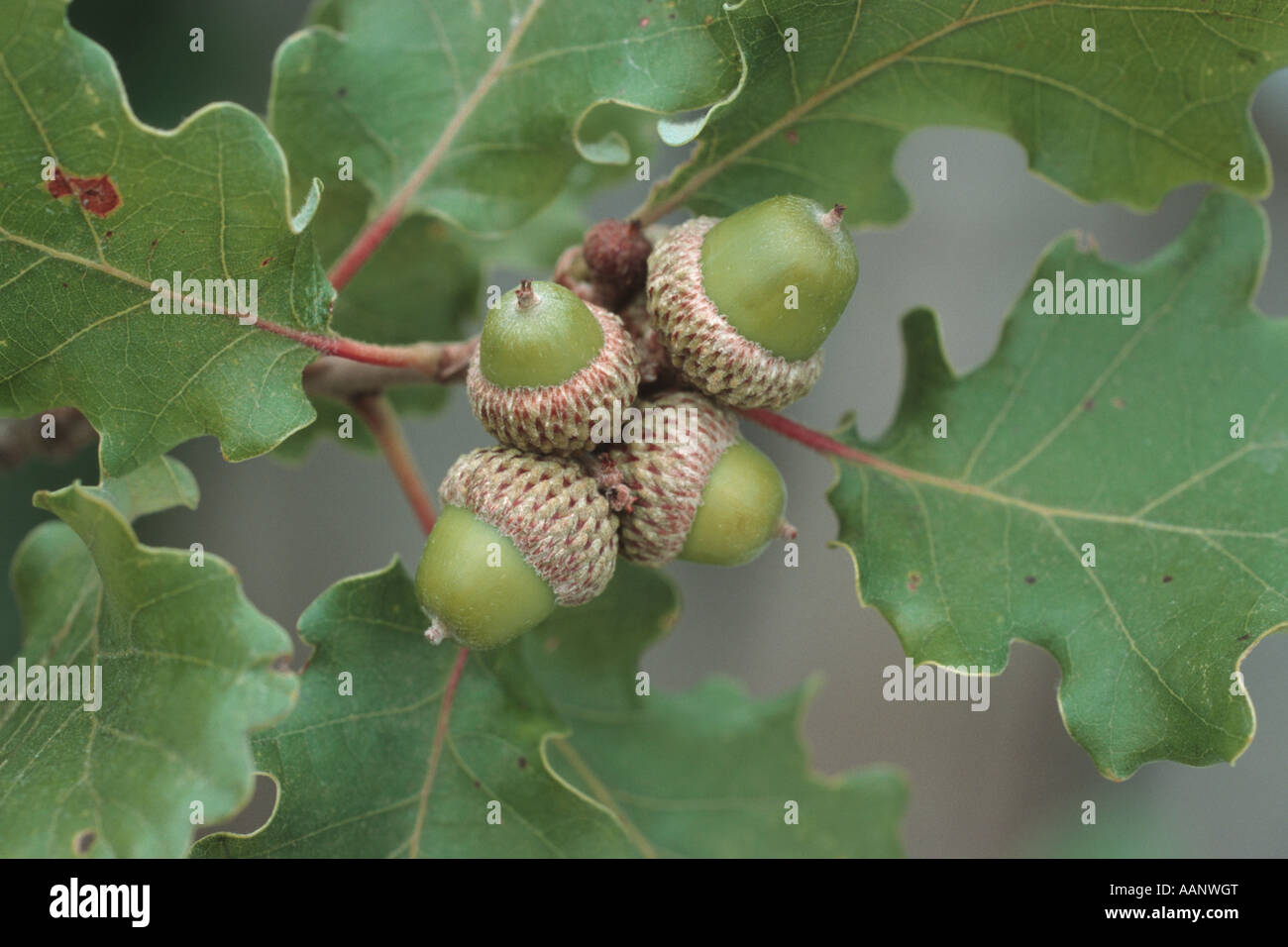 Downy Oak (Quercus pubescens), acorns Stock Photo