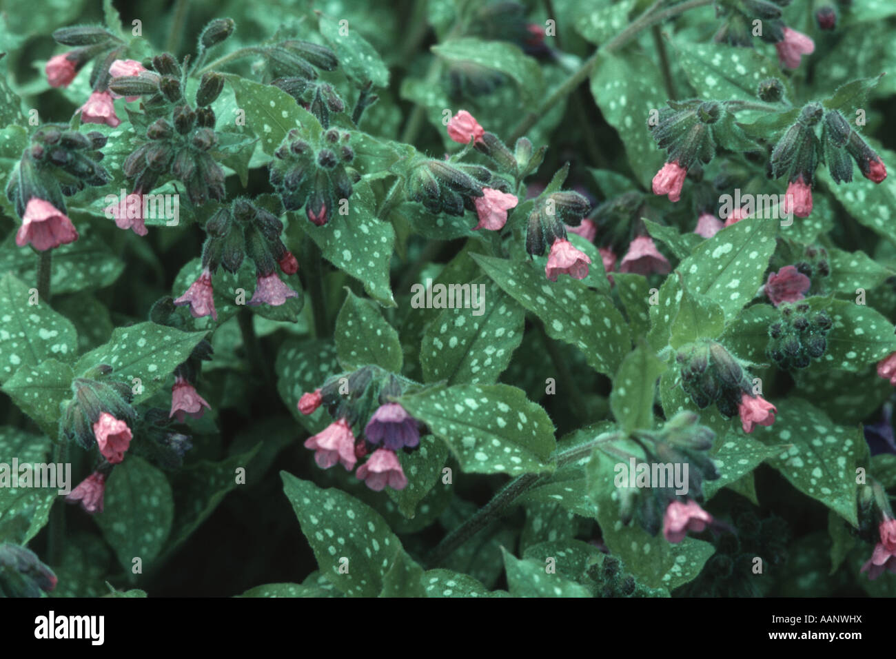 Bethlehem Sage, Lungwort (Pulmonaria saccharata), blooming Stock Photo