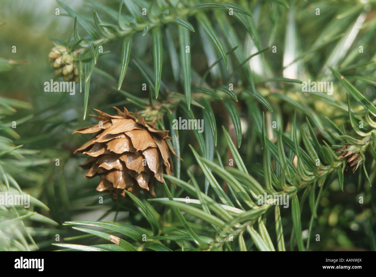 China fir, Chinese fir (Cunninghamia lanceolata), cone and leaves Stock Photo