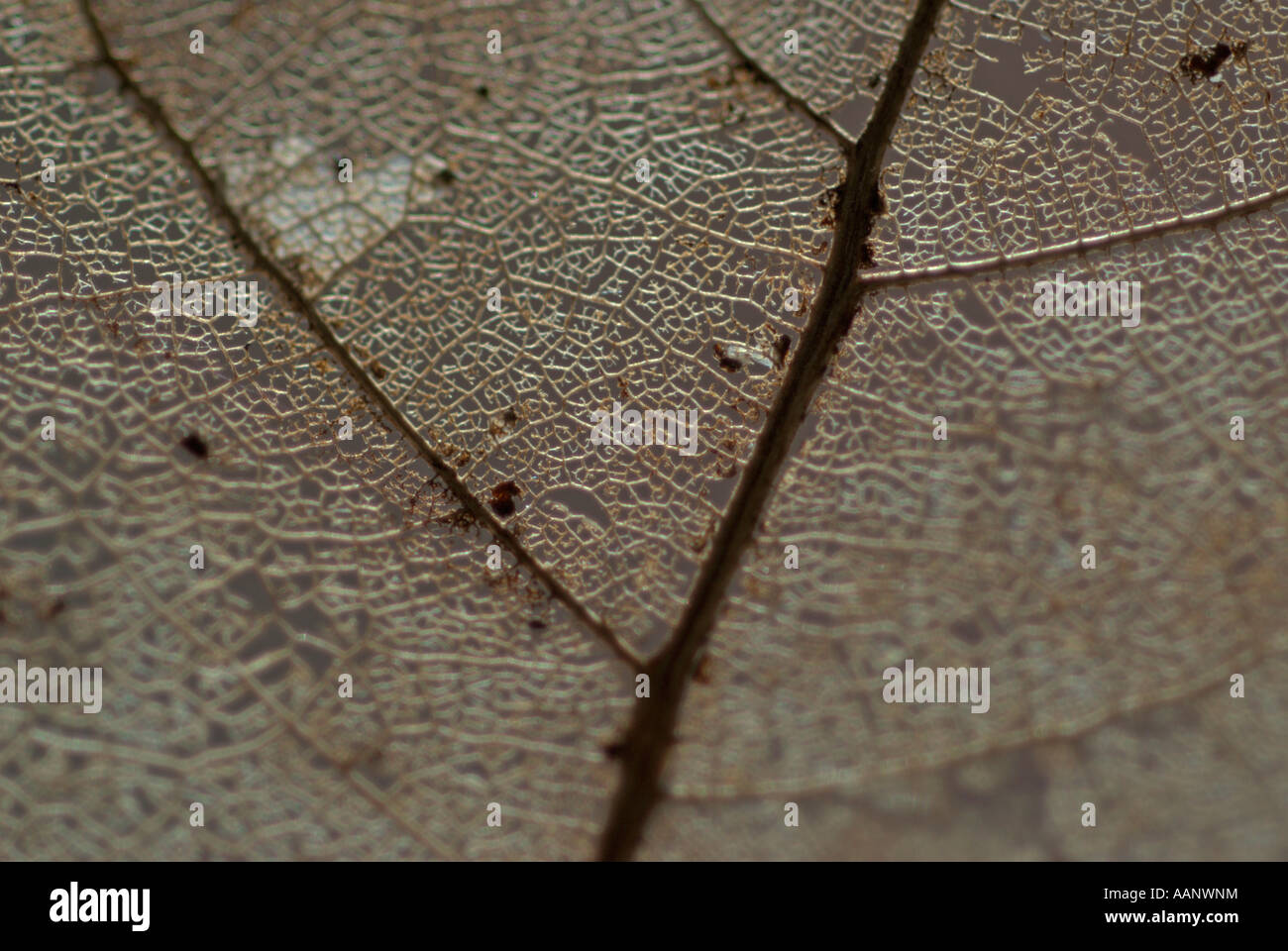 Skeleton veins of a leaf UK Stock Photo - Alamy