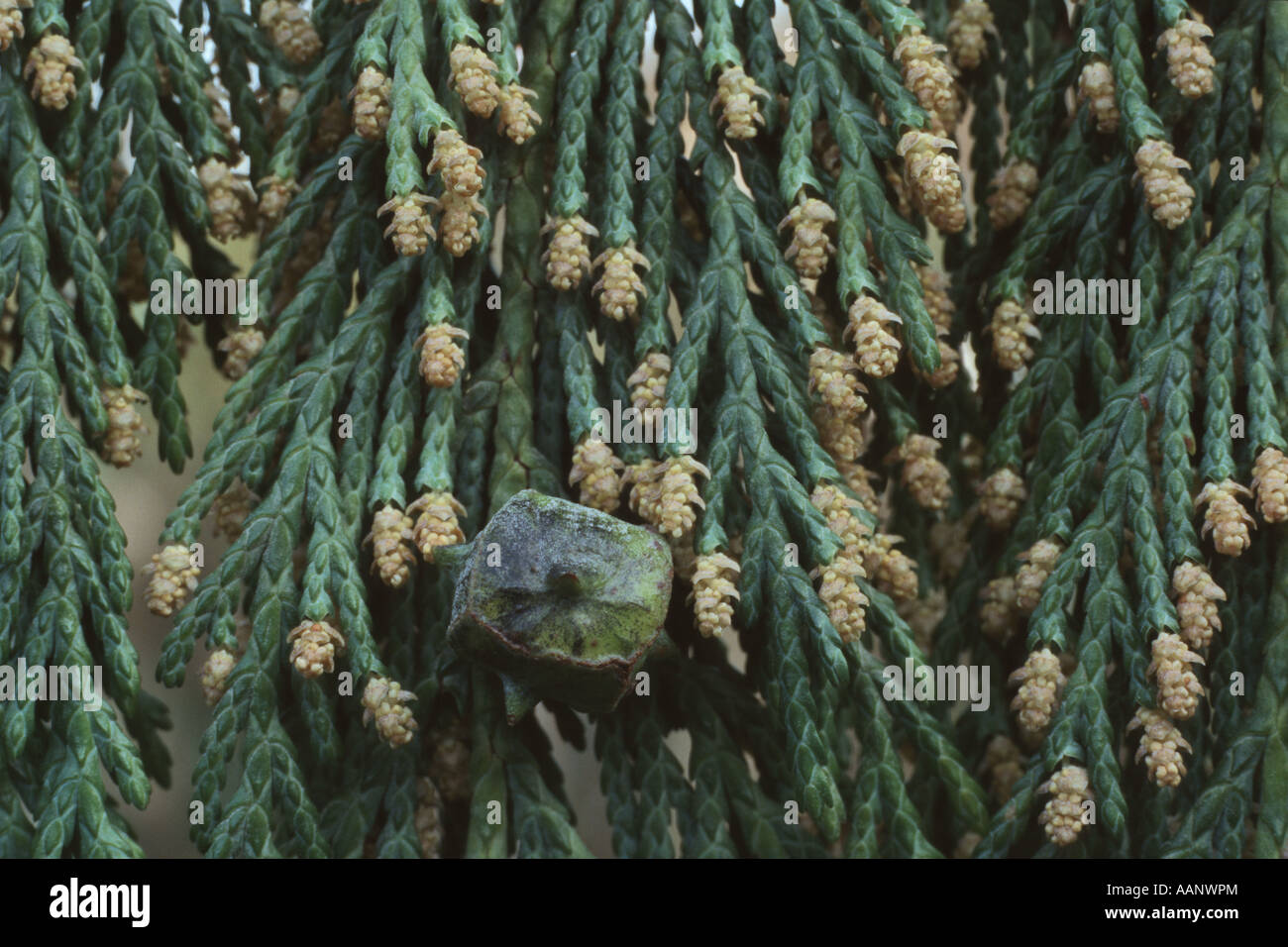 yellow-cedar (Chamaecyparis nootkatensis 'Pendula') Stock Photo