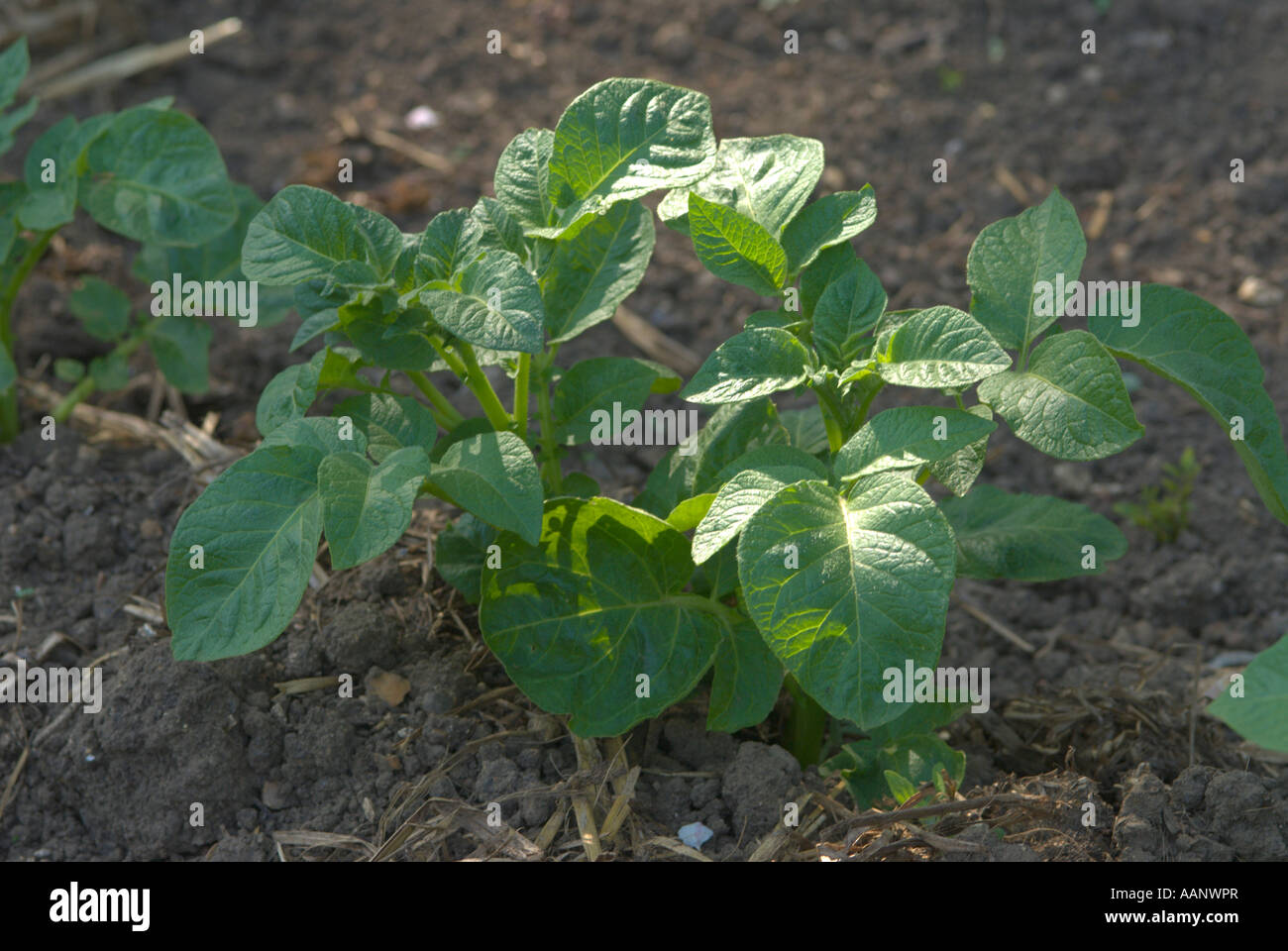 Early Potato Plant Sprouts Up Through Soil Uk Stock Photo Alamy
