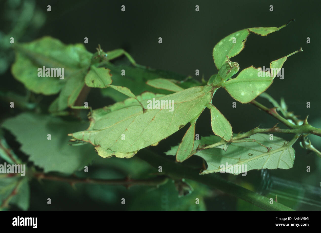 Javan Leaf-Insect, leaf insect (Phyllium bioculatum), camouflaged as a leaf Stock Photo