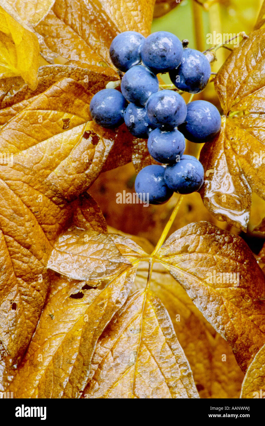 Virginia creeper, Woodbine berry (Parthenocissus quinquefolia), fruits