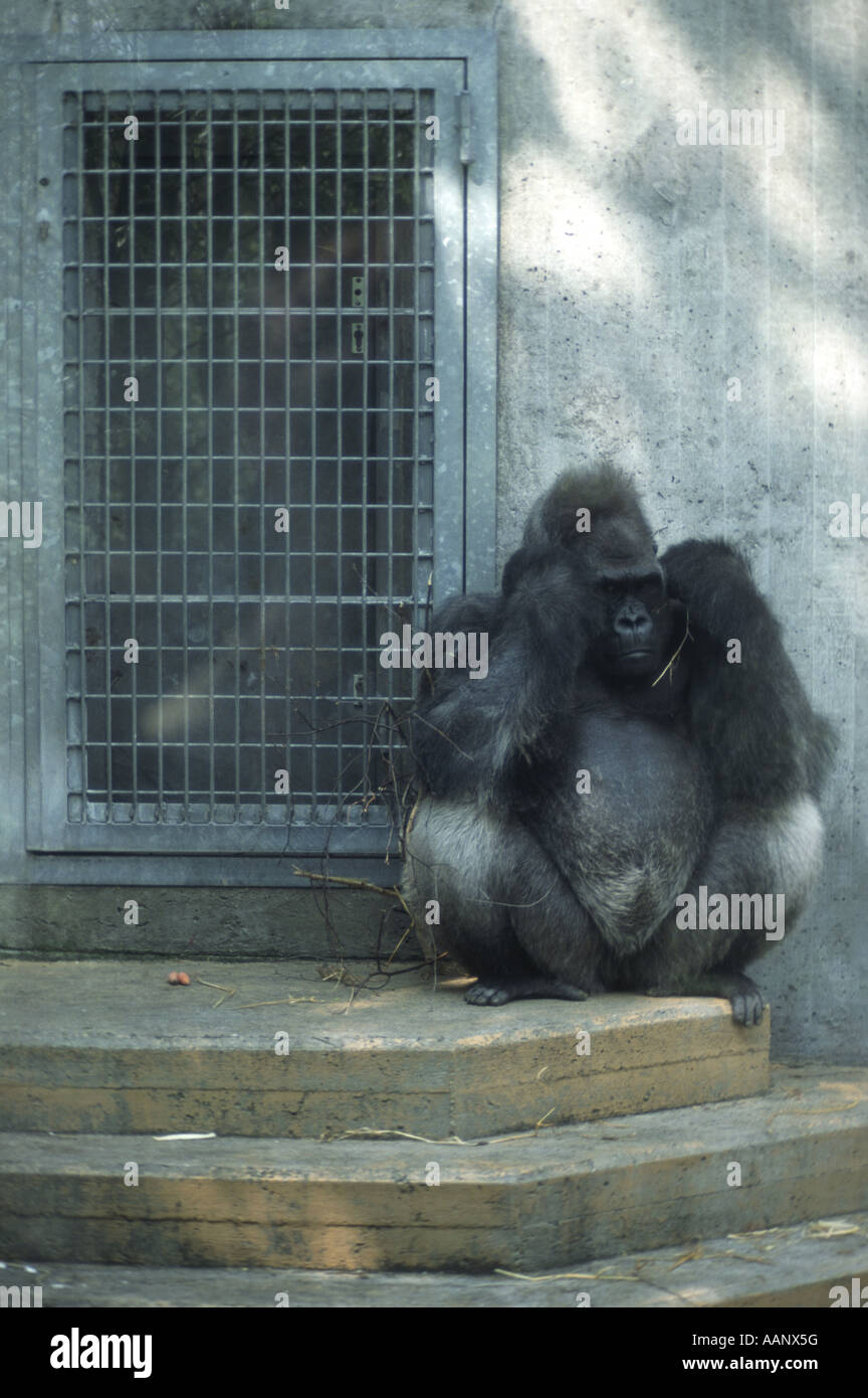 Gorilla waiting in hi-res stock photography and images - Alamy