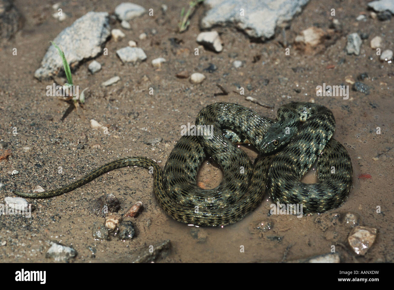 dice snake (Natrix tessellata), at the shore, Turkey, Ararat Stock Photo