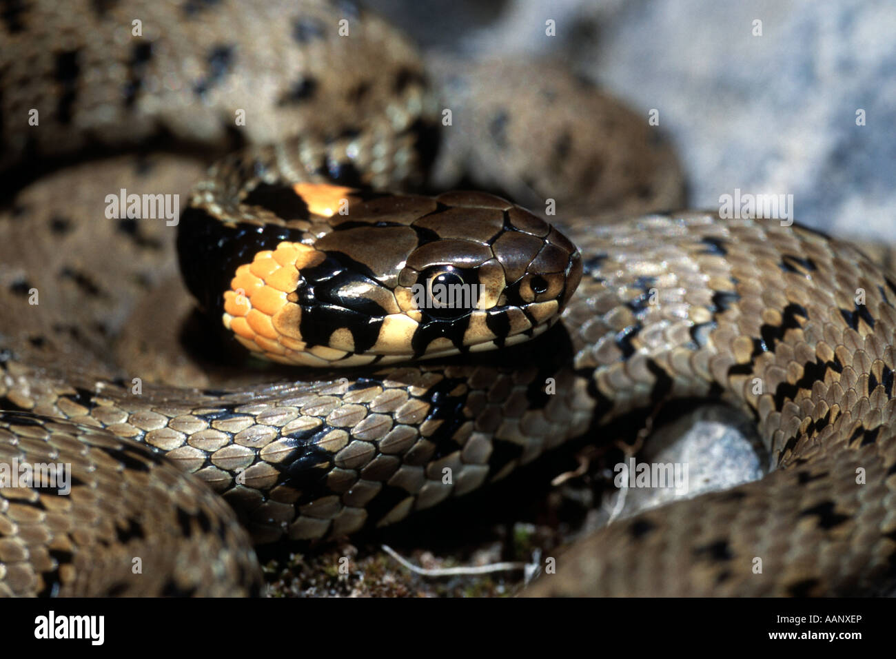 Balkan grass snake (Natrix natrix persa), portrait, Turkey, Kayseri, Erciyes Stock Photo
