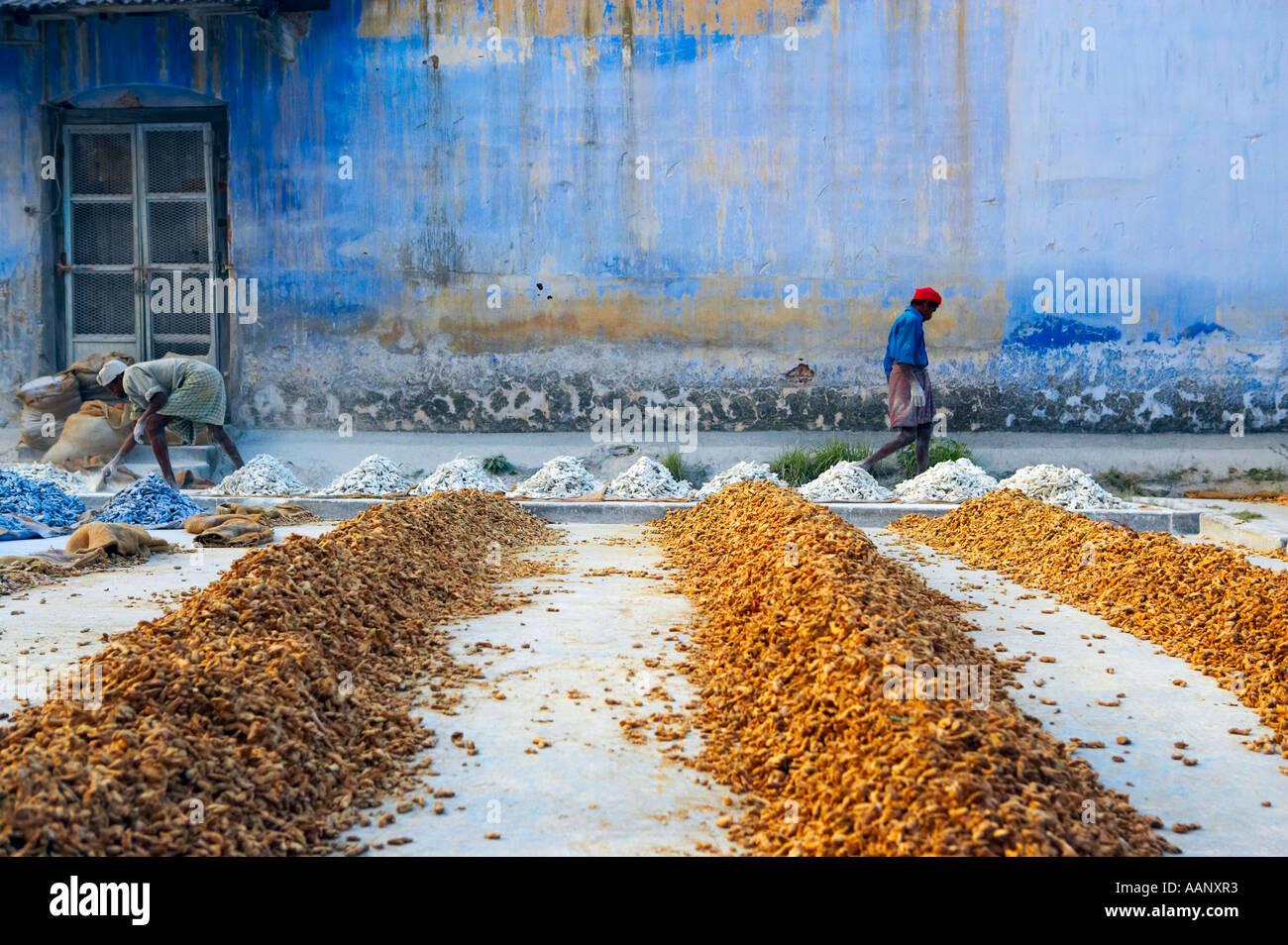 Two Men At Work Drying Ginger In Cochin In Kerala India Stock Photo Alamy
