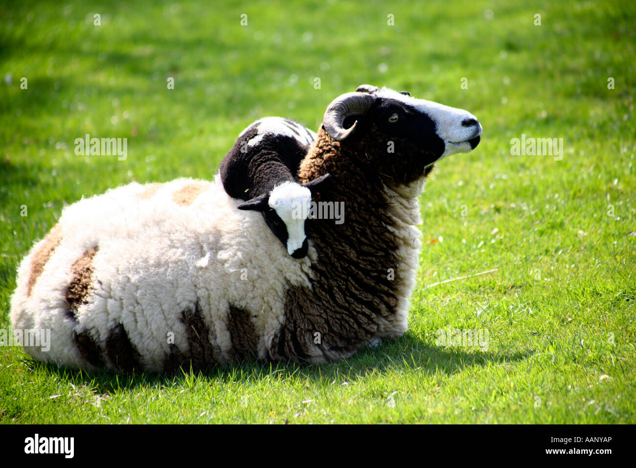 Jacobs sheep with lamb keeping warm on top, Devon, England Stock Photo
