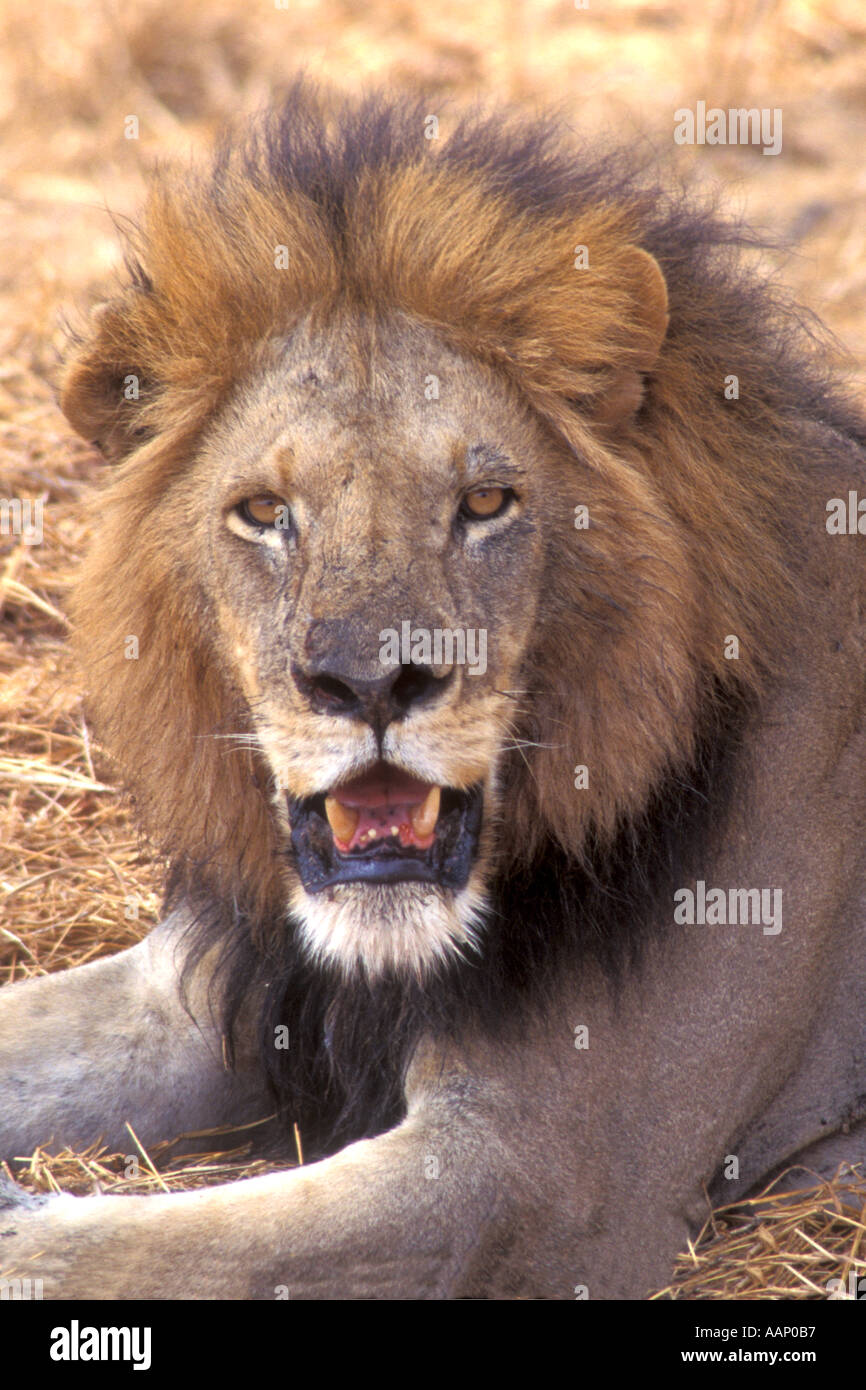 African Lion male closeup Panthera leo Tarangire National Park Tanzania Stock Photo