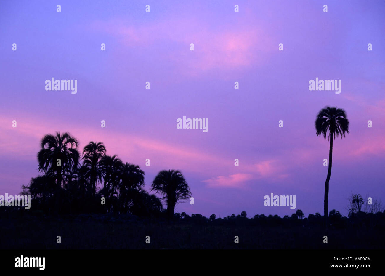 Sunset over the Yatay Palm Trees, Butia yatay, El Palmar National Park, Argentina Stock Photo