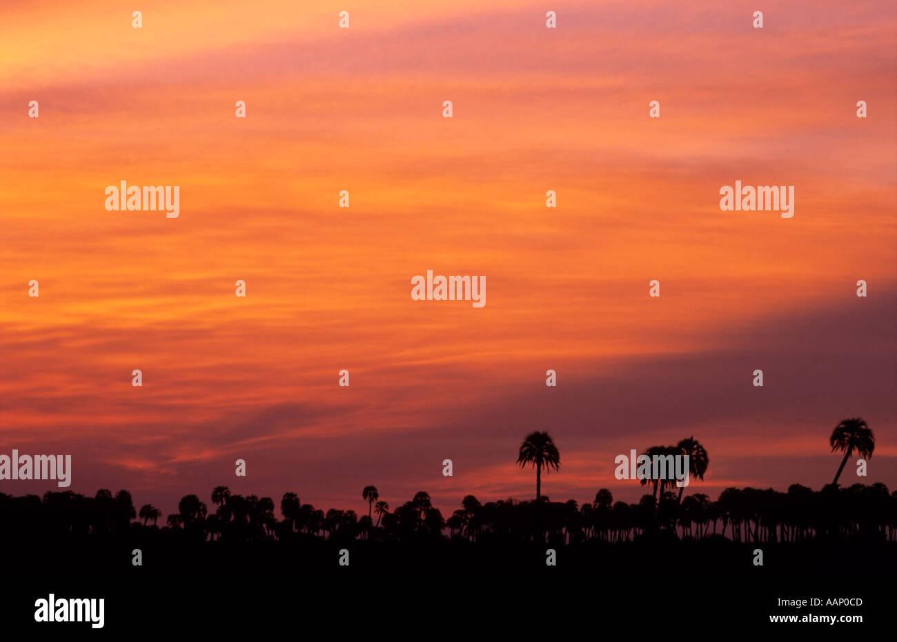 Sunset over the Yatay Palm Trees, Butia yatay, El Palmar National Park, Argentina Stock Photo