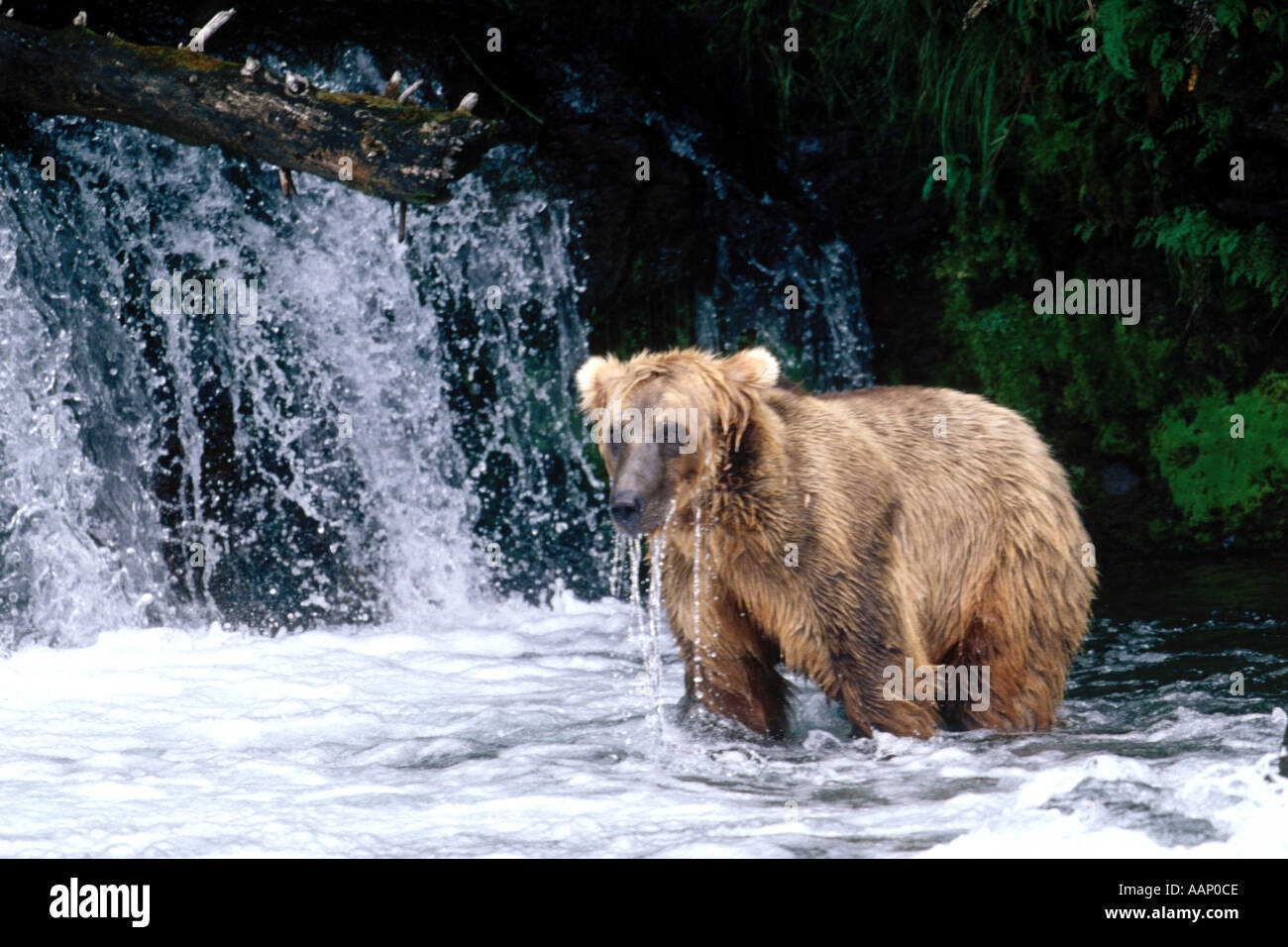 Brown Grizzly Bear in the water at waterfalls Ursus arctos horribilis Katmai National Park alaska Hal Beral Stock Photo