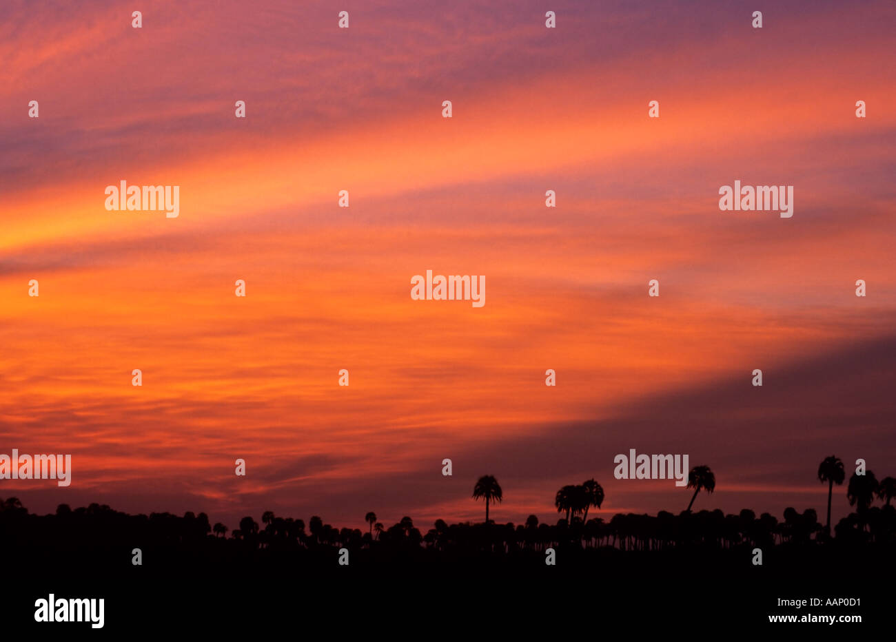 Sunset over the Yatay Palm Trees, El Palmar National Park, Argentina Stock Photo