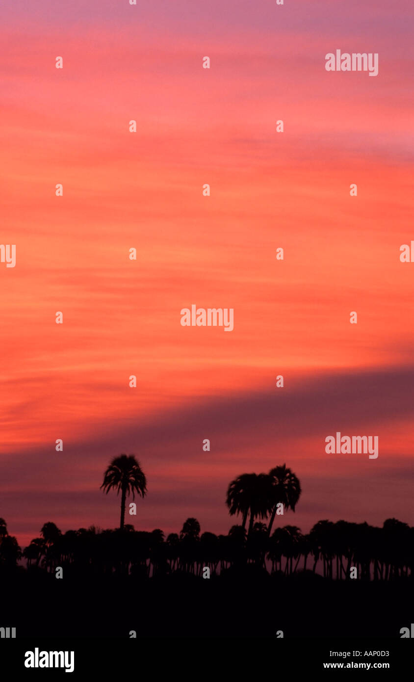 Sunset over the Yatay Palm Trees, El Palmar National Park, Argentina Stock Photo