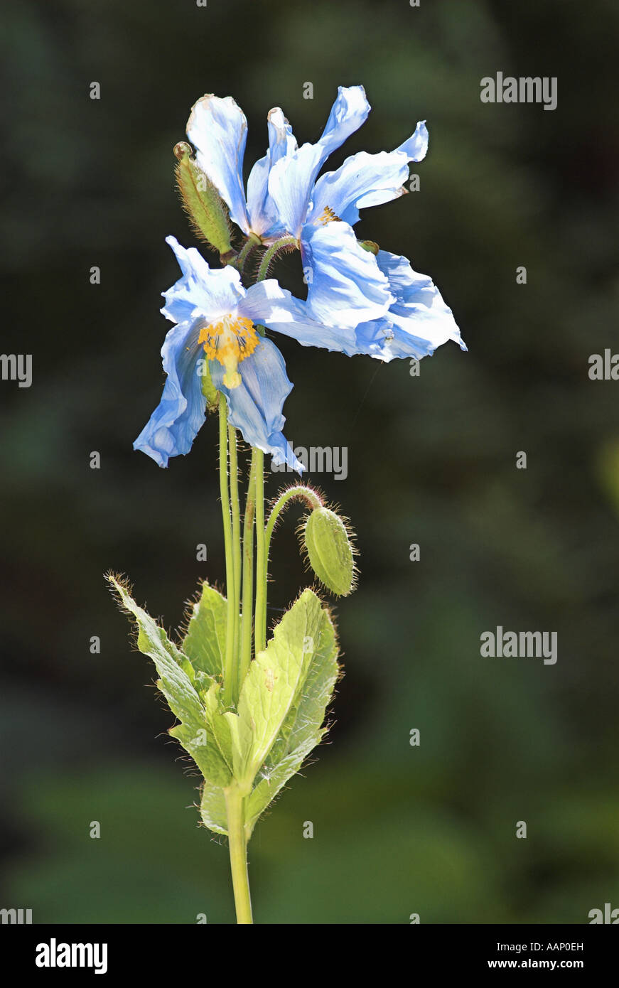 Tibetan Blue poppy, Himalayan Blue Poppy (Meconopsis grandis), blooming Stock Photo