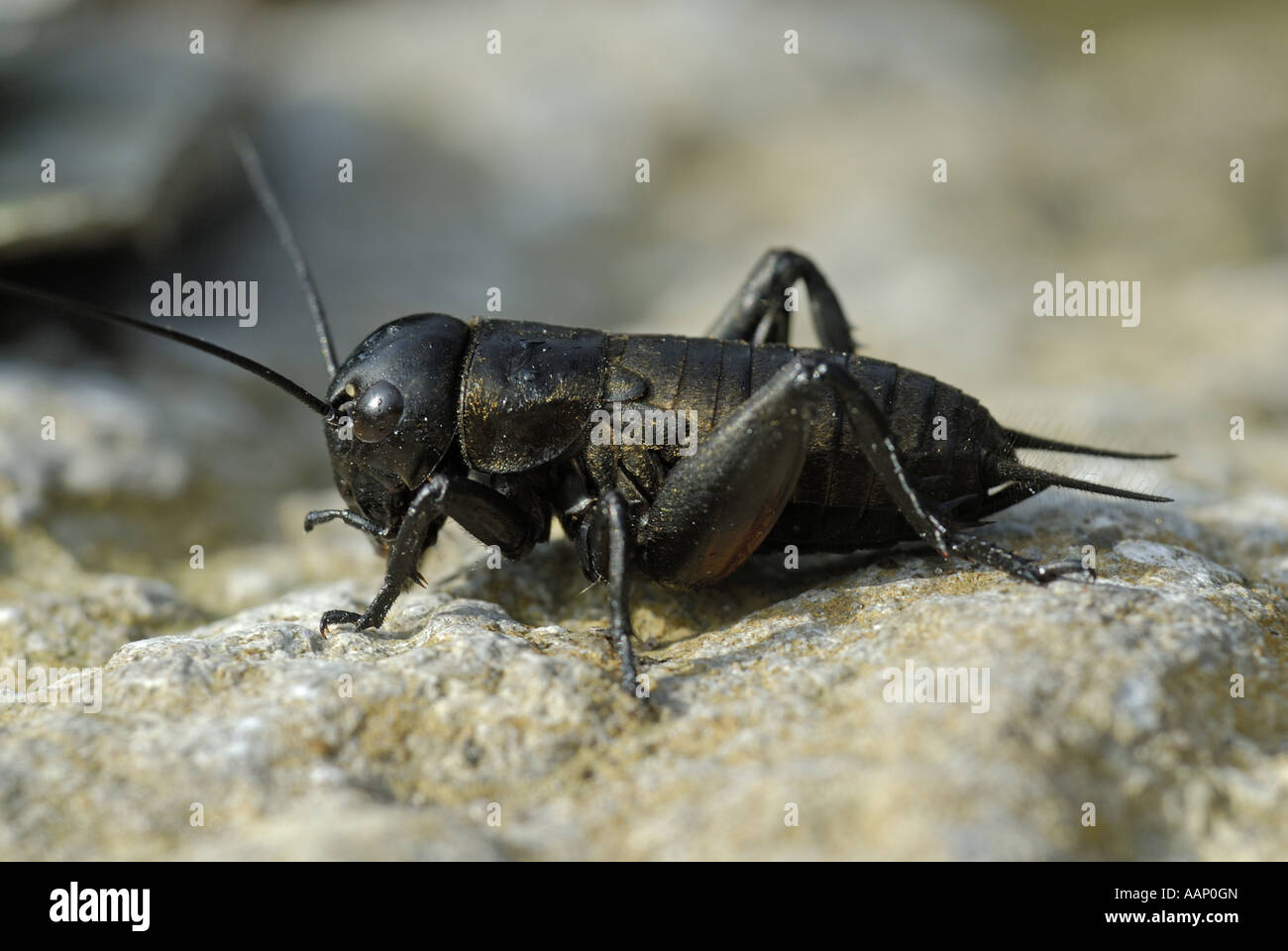 field cricket (Gryllus campestris), on lime stone, Germany, North Rhine-Westphalia, Stukenbrock-Senne Stock Photo