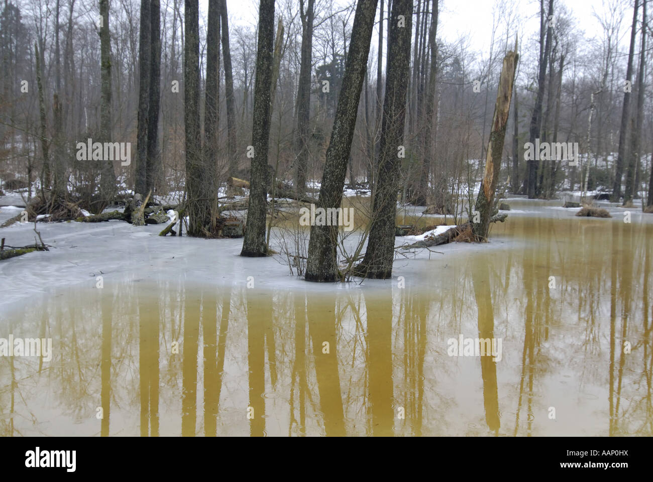 common alder, black alder, European alder (Alnus glutinosa), alder