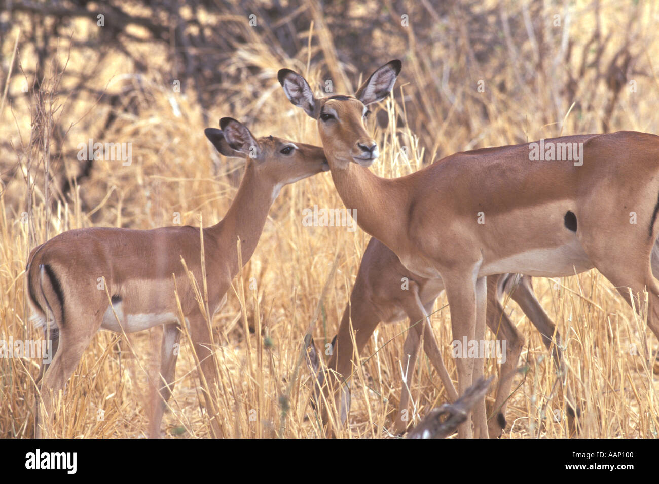 Impala calf hi-res stock photography and images - Alamy