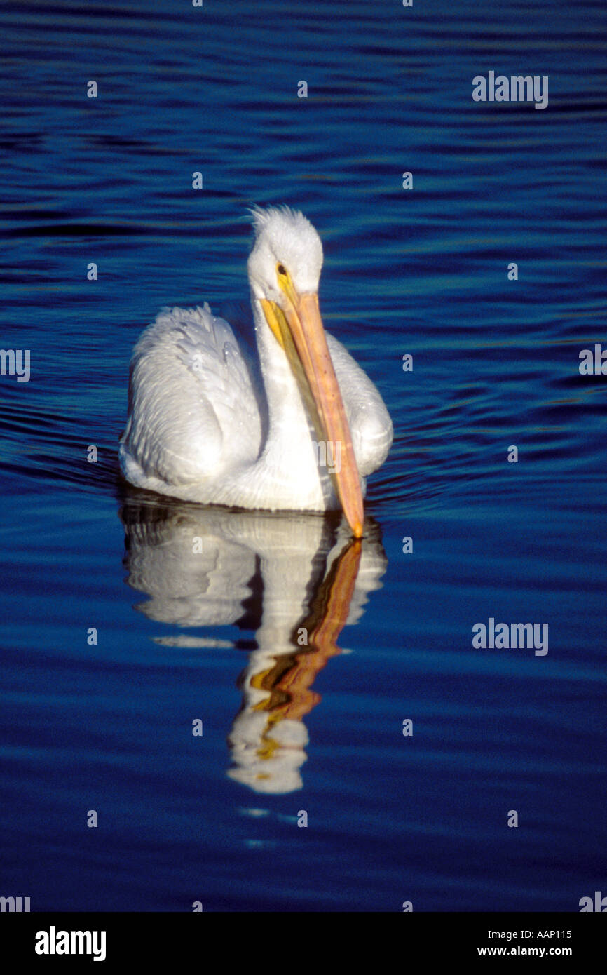 American White Pelican Pelecanus erythorhynchos Bolsa Chica Wetlands California Stock Photo