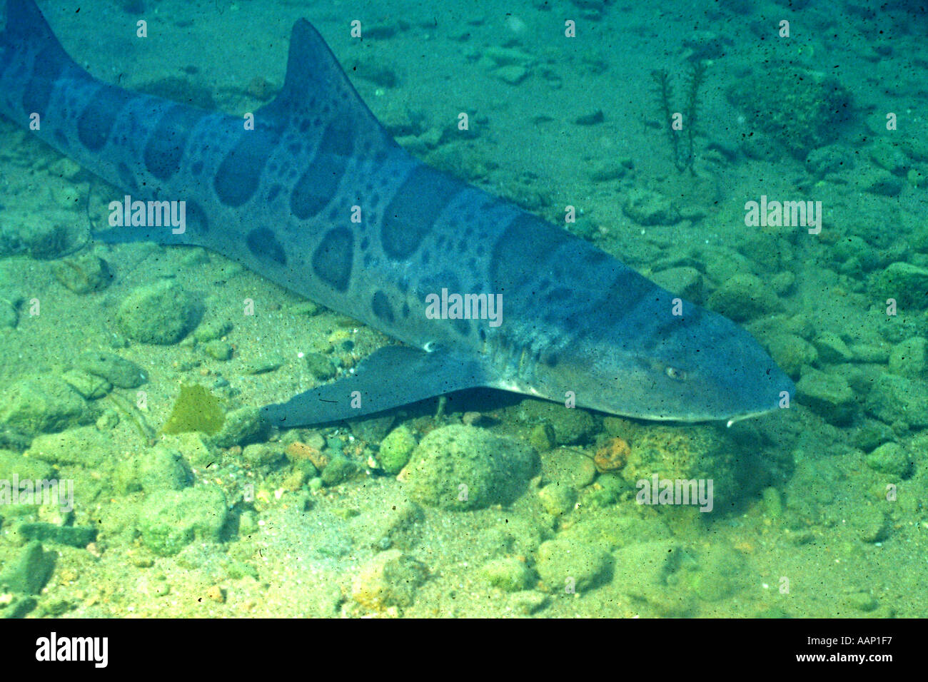 Leopard Shark Triakis semifasciata Catalina Island California Stock Photo