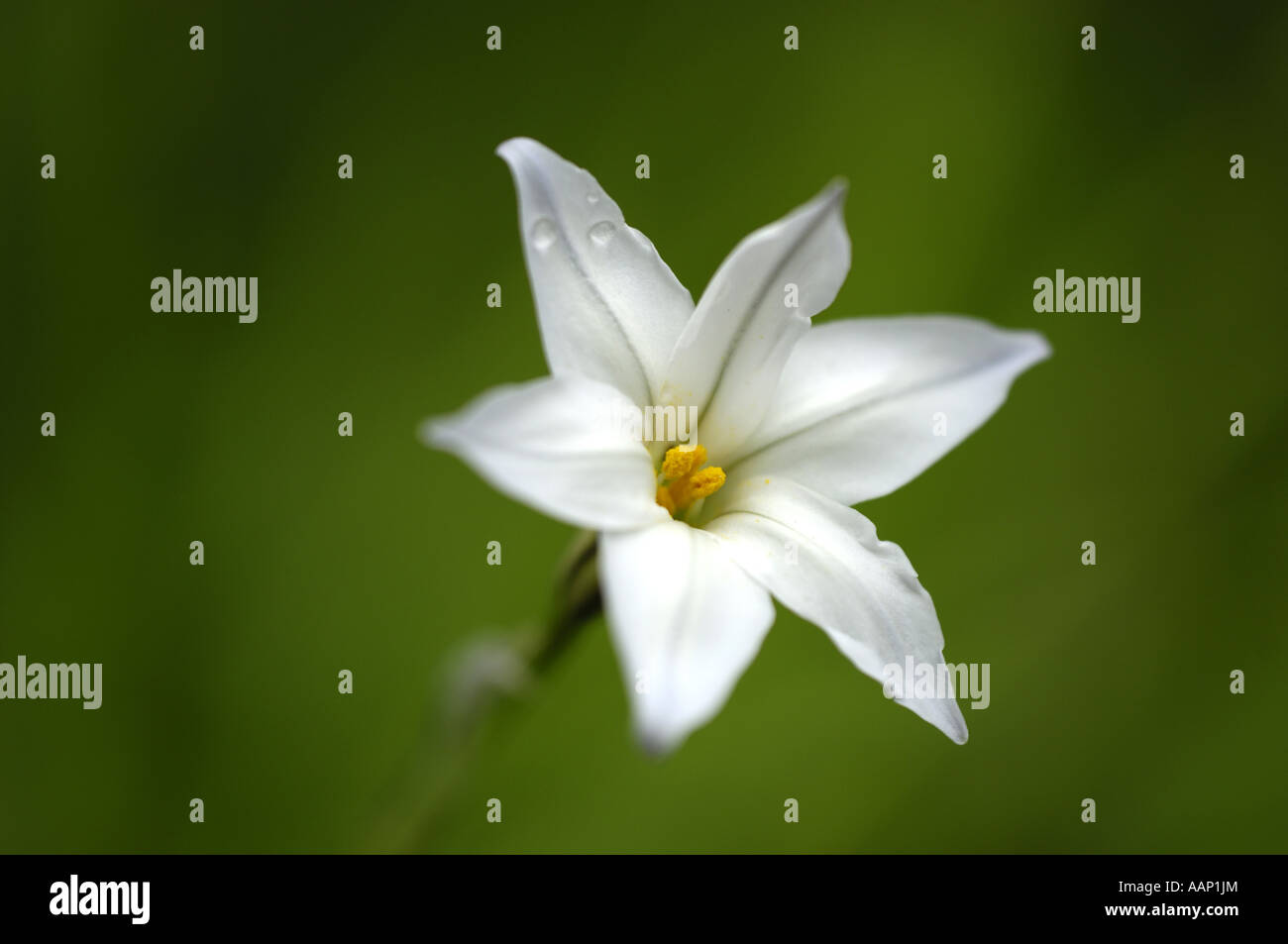 Spring Starflower (Ipheion uniflorum), flower Stock Photo