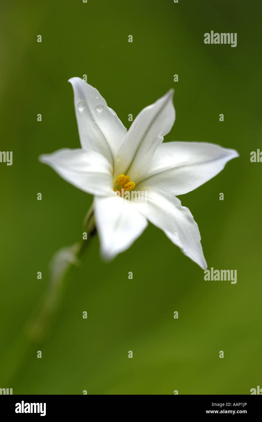 Spring Starflower (Ipheion uniflorum), flower Stock Photo