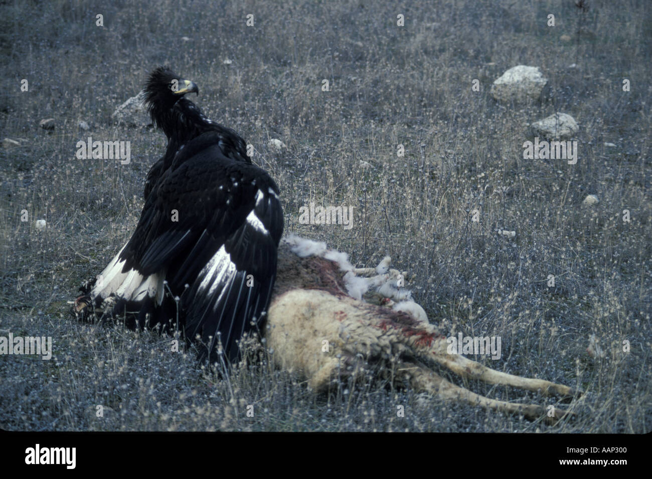 Golden Eagle Aquila Chrysaetos Feeding On A Sheep Spain Sanz