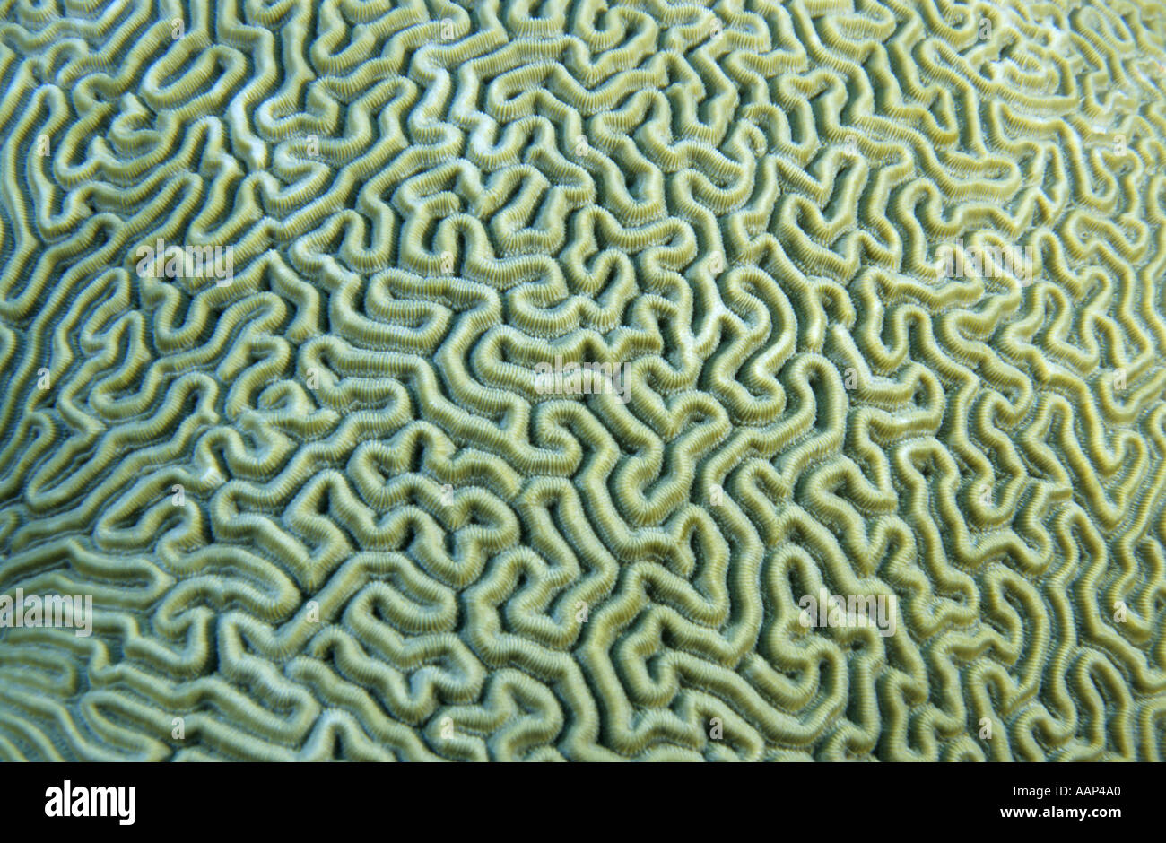 Abstract background swirling shaped Brain Coral (Platygyra daedalea), Paso del Cedral, Cozumel Island, Mexico. Stock Photo