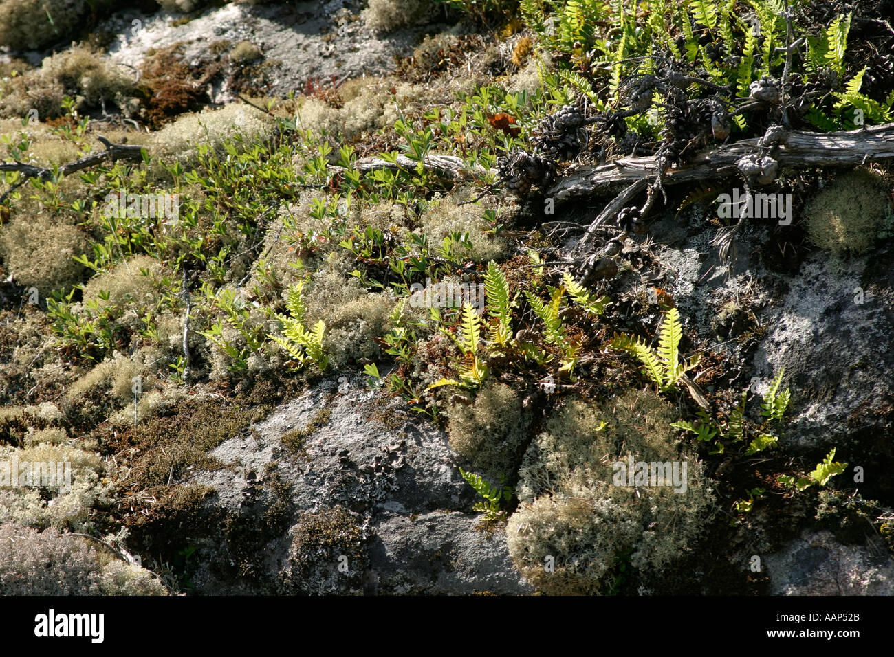 Plants Growing in Rock Stock Photo Alamy