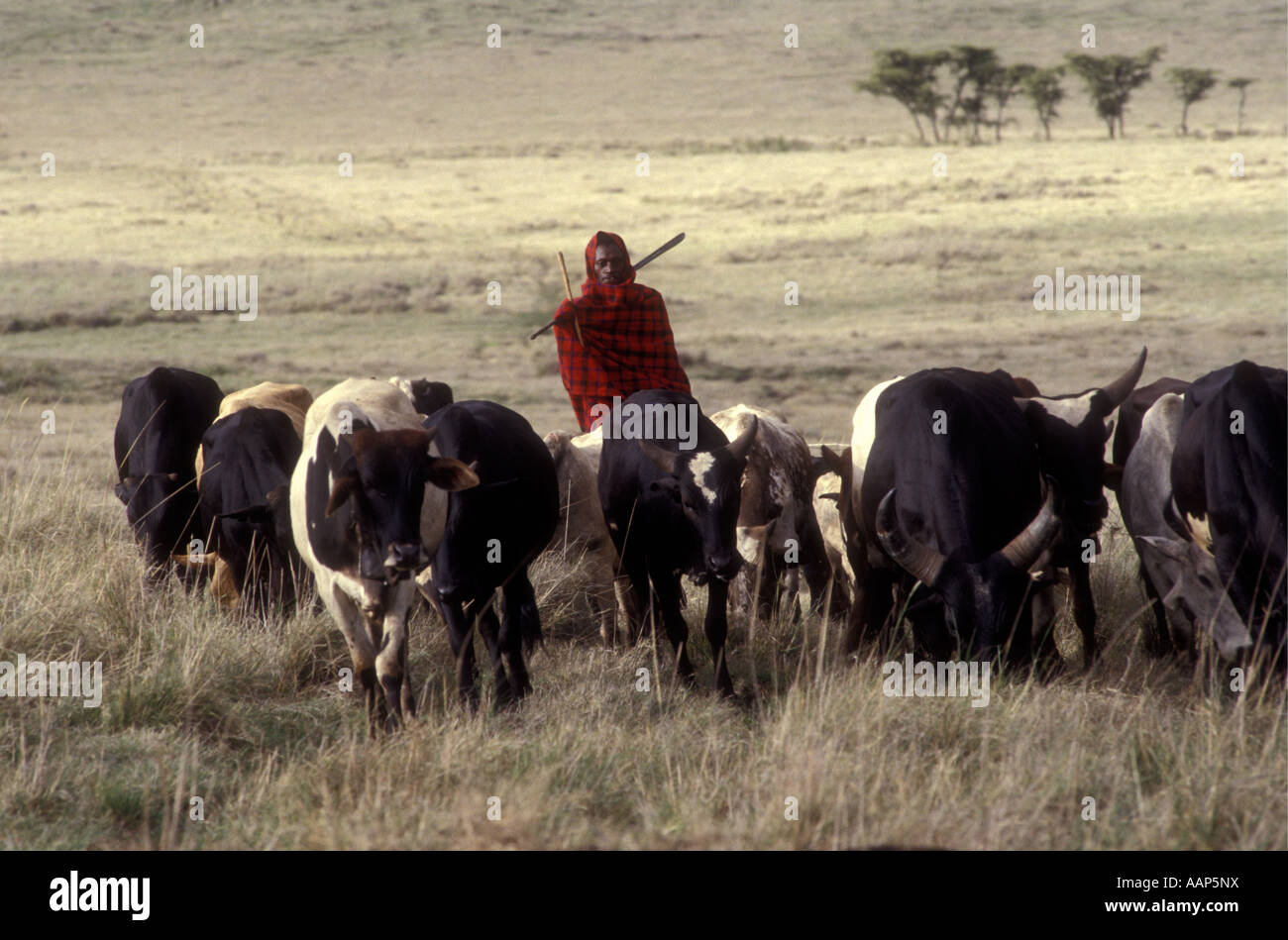 Maasai man escorting his herd of cattle Ngorongoro Conservation Area Tanzania East Africa Stock Photo