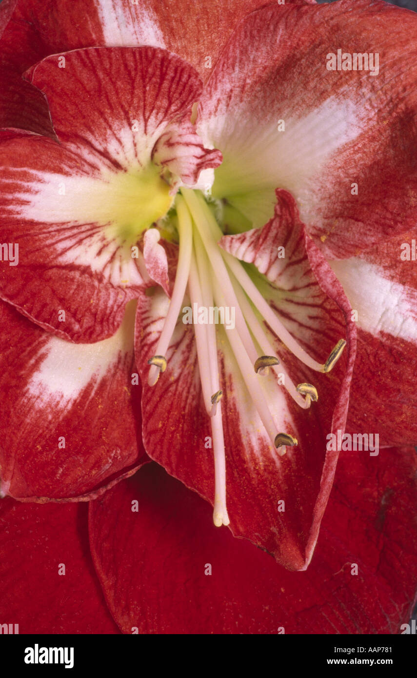 Amaryllis Flower Stock Photo