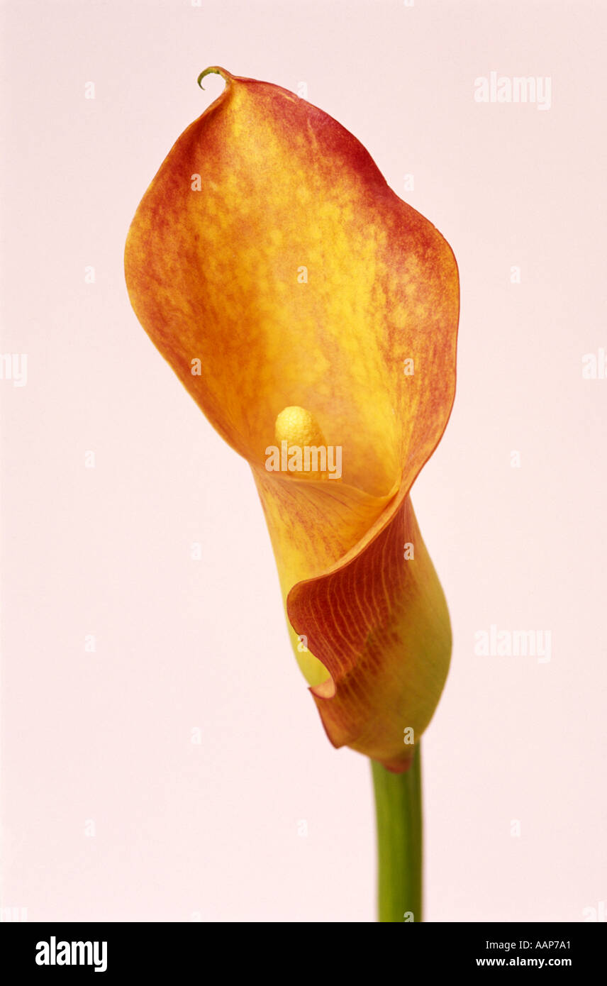 Calla Lily Flower Stock Photo