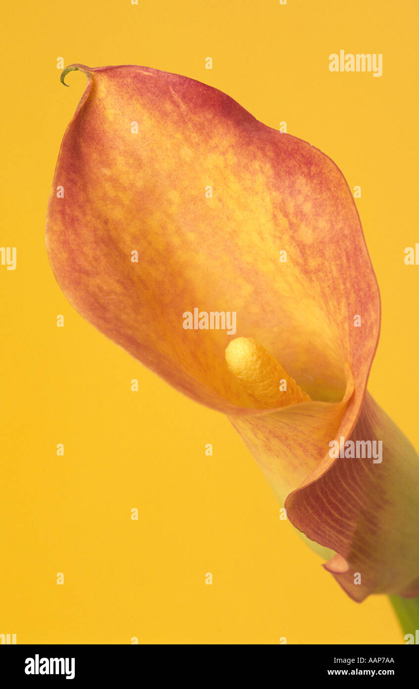 Calla Lily Flower Stock Photo - Alamy
