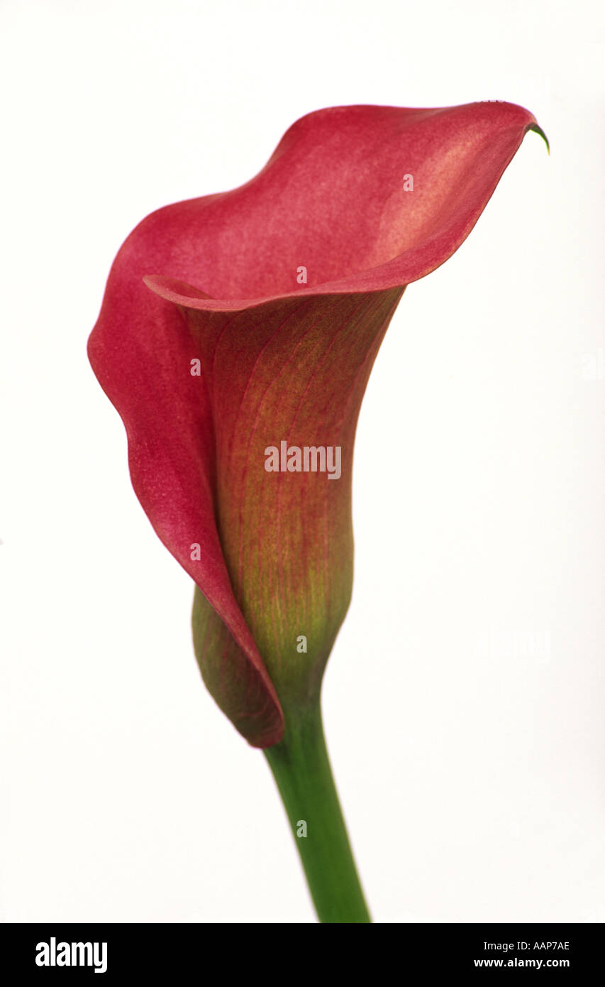 Calla Lily Flower Stock Photo Alamy