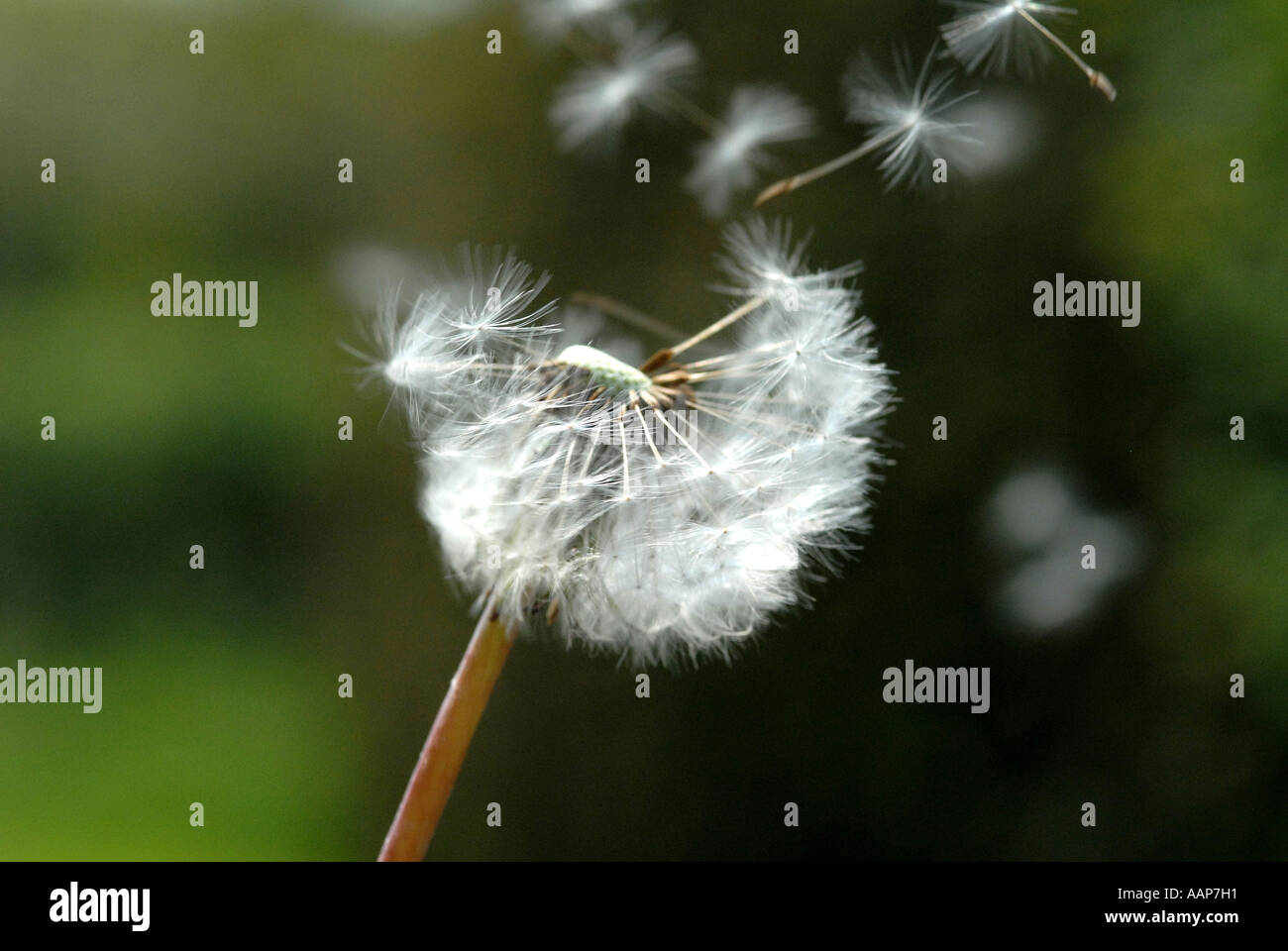 DANDELION (Taraxacum officiale) seed head Stock Photo