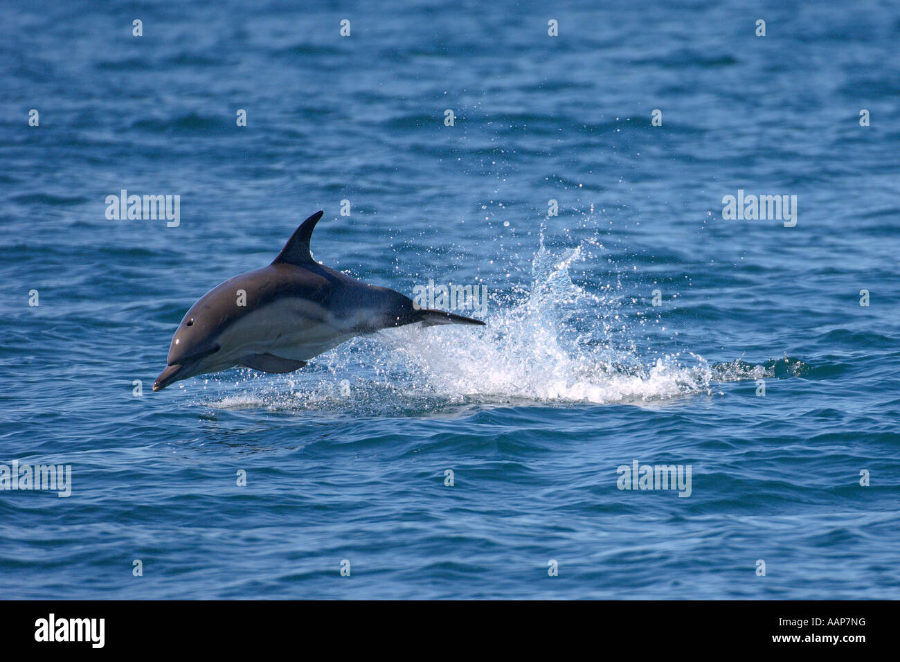 Short beaked common dolphin Delphinus delphis breaching near isle of Coll Scotland June Stock Photo