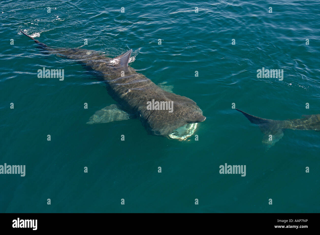 Basking sharks Cetorhinus maximus filter feeding near isle of Coll