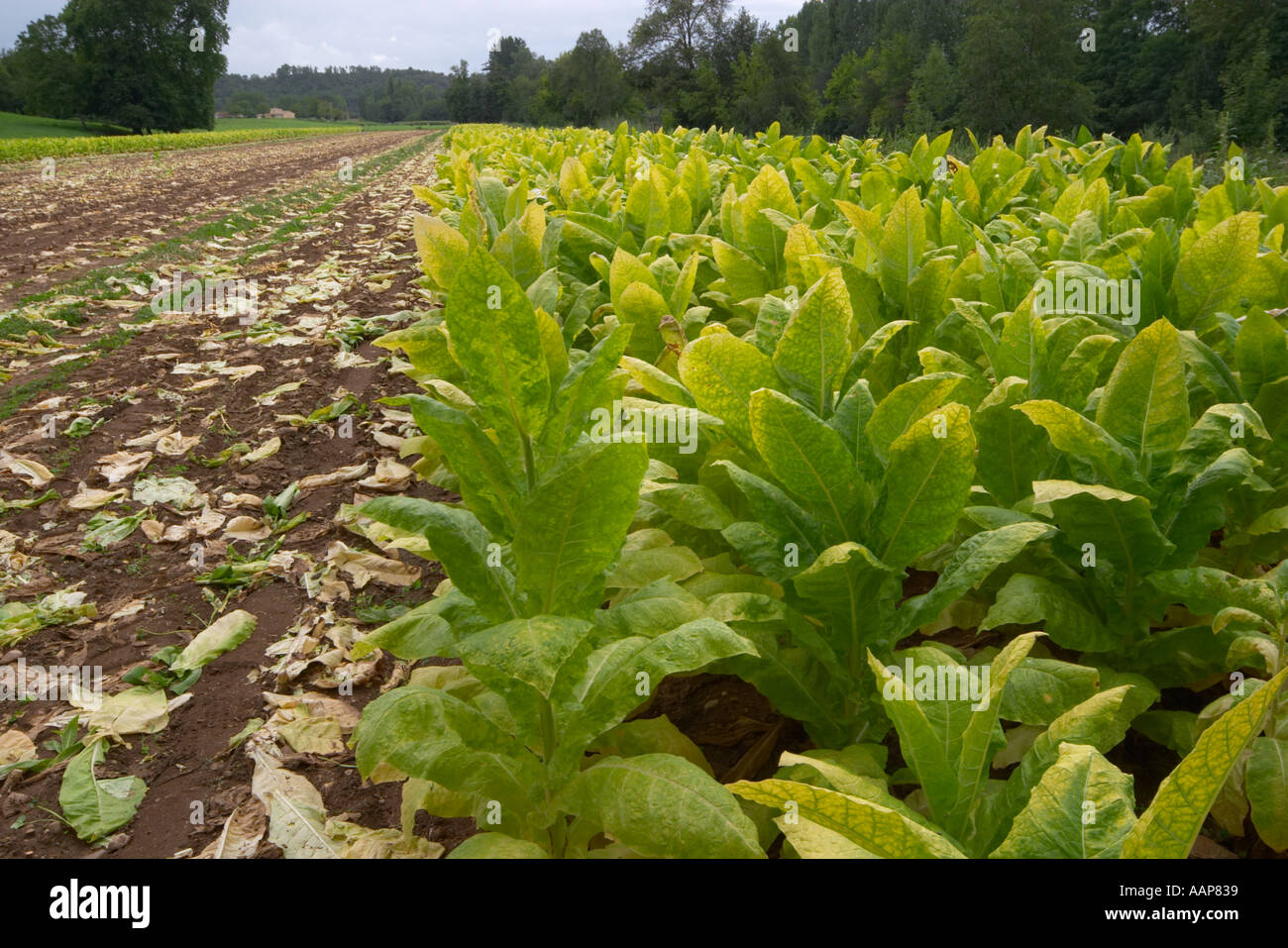 Tobacco growing in a field in the Dordogne region of France Stock Photo