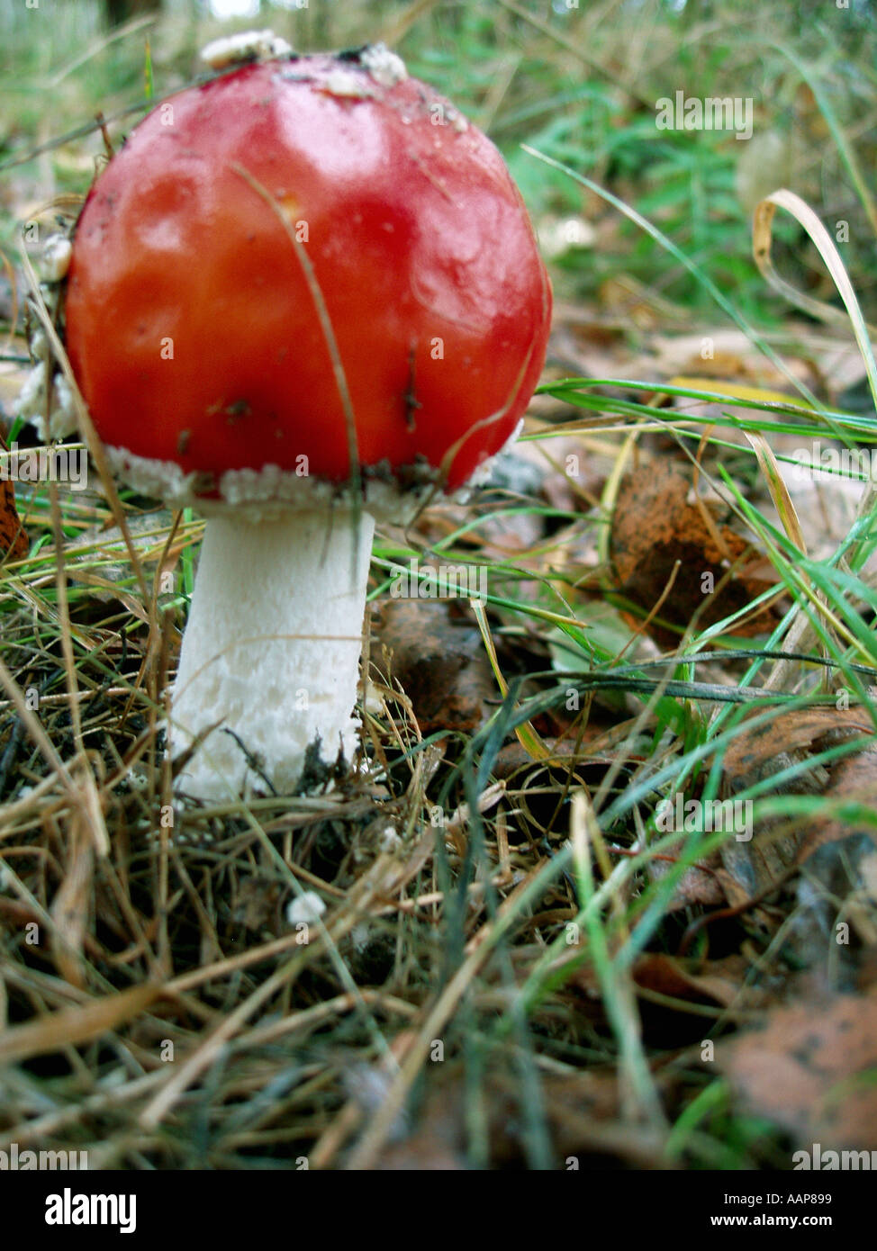 Toadstool red mushroom hi-res stock photography and images - Alamy
