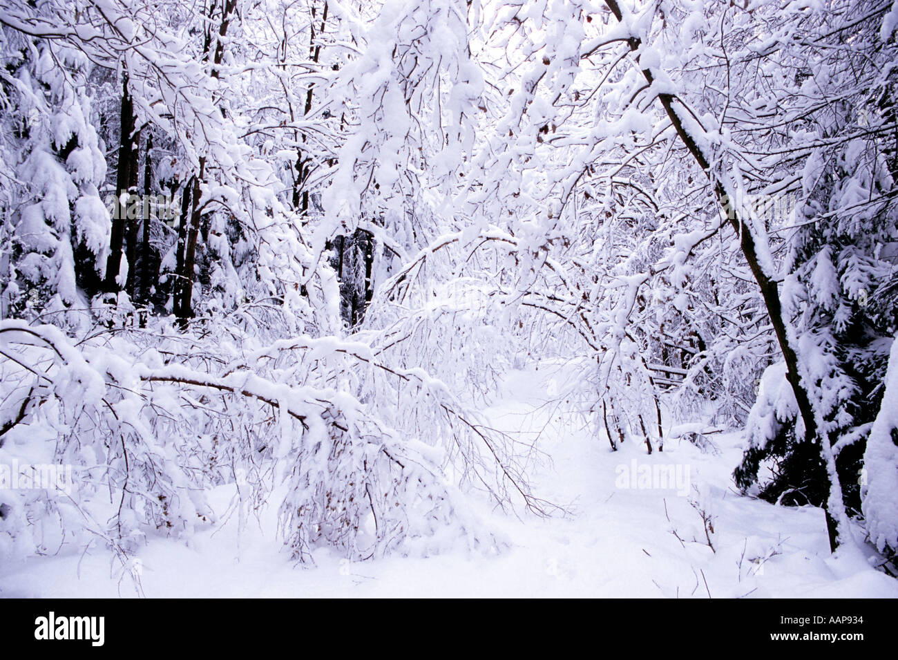 Silent winter forest hi-res stock photography and images - Alamy
