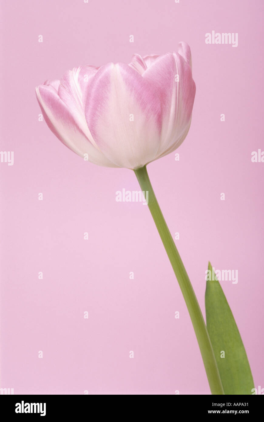 Tulip pink flowers in hi-res stock photography and images - Alamy
