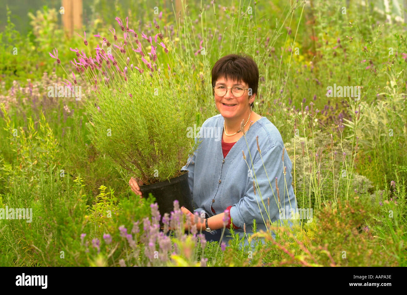 HERB GROWER JEKKA MCVICAR PICTURED WITH A LAVENDER STOECHAS PEDUNCULATA