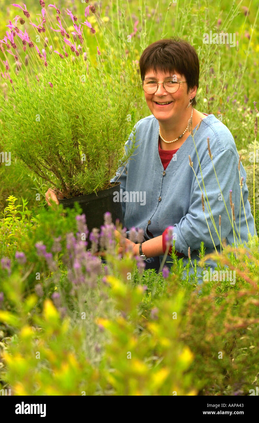 HERB GROWER JEKKA MCVICAR PICTURED WITH A LAVENDER STOECHAS PEDUNCULATA